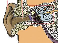 Esquema de la estructura del oído